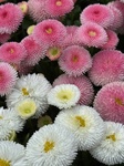 ３月２４日 デイジー（ヒナギク 雛菊） Bellis perennis