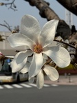 ３月２６日 コブシ（辛夷） Magnolia kobus