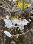 ３月３１日 ソメイヨシノ(染井吉野) Prunus × yedoensis