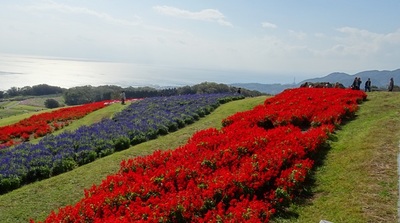 あわじ花さじき10.jpg