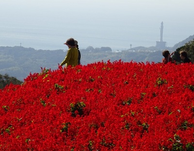 あわじ花さじき13.jpg