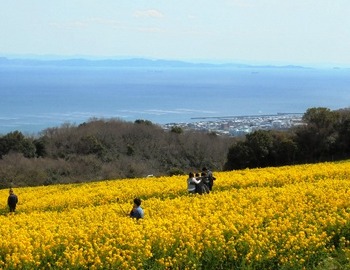 あわじ花さじき6.jpg