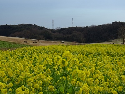 あわじ花さじき7.jpg