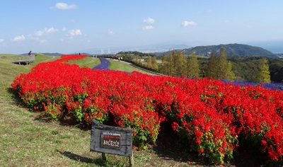 あわじ花さじき7.jpg