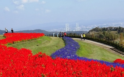 あわじ花さじき8.jpg