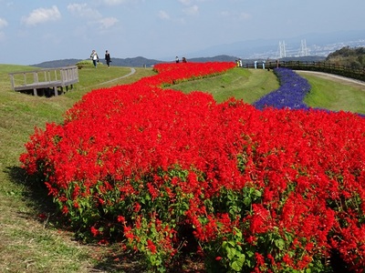 あわじ花さじき9.jpg