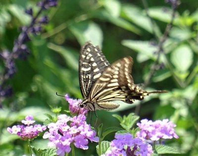 アゲハチョウ1.JPG