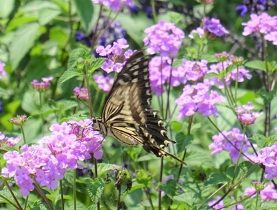 アゲハチョウ3.JPG