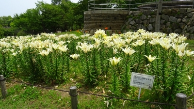 国営明石海峡公園11.JPG