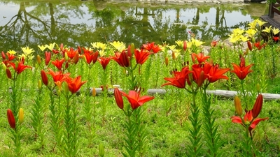 国営明石海峡公園13.JPG