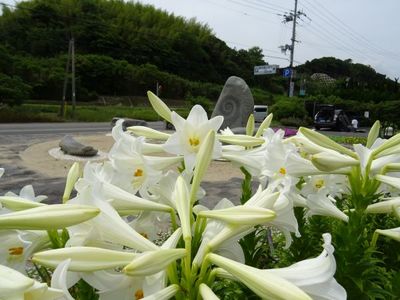 緑の道しるべ郡家公園11.JPG