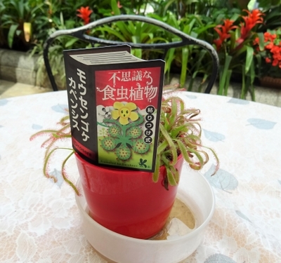 食虫植物22.JPG