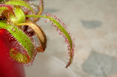 食虫植物3.JPG
