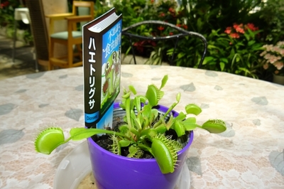 食虫植物4.JPG