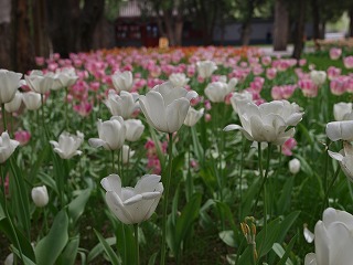 中山公園 (11).jpg