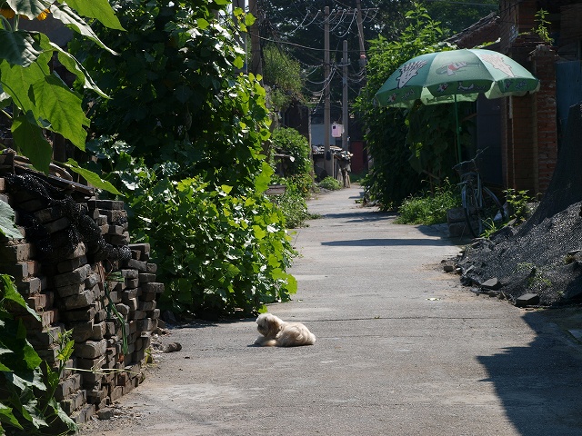 四川菅胡同 (7).jpg