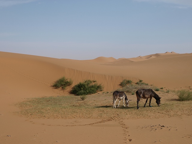 砂漠 (12).jpg