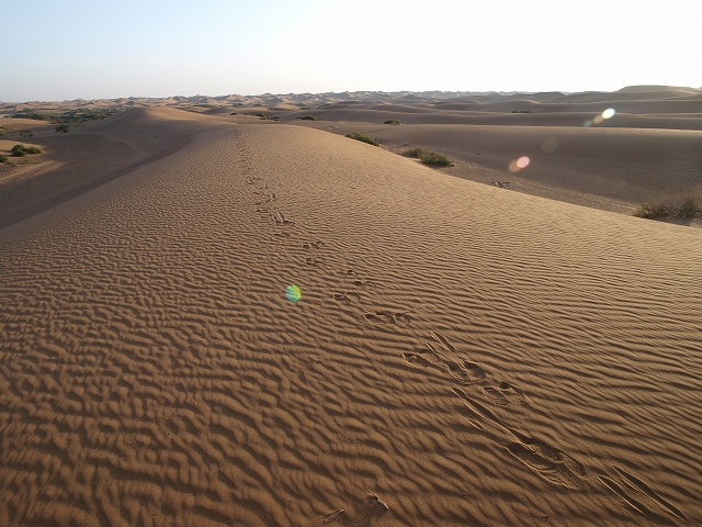 砂漠 (6).jpg