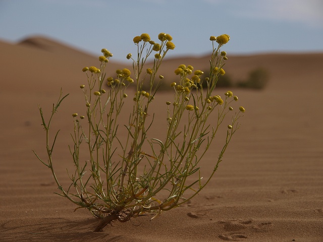 砂漠 (7).jpg