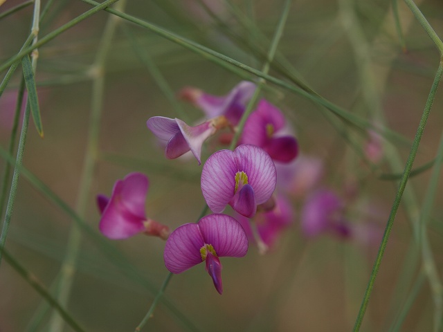 騰格里砂漠 (5).jpg