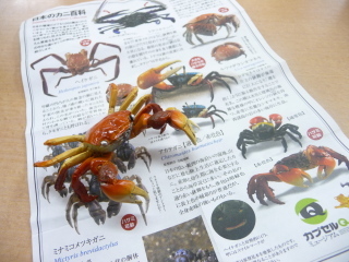 カプセルミュージアム　日本のカニ百科　アカテガニ