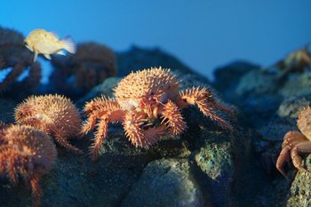 鳥羽水族館05248.JPG