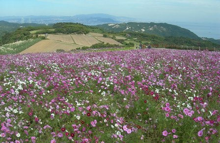 あわじ花さじき08.JPG