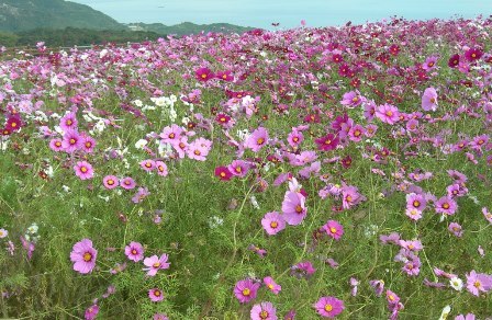 あわじ花さじき09.JPG