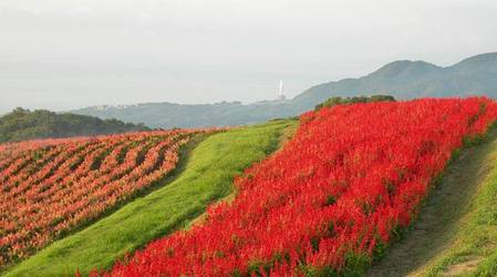 あわじ花さじき10.jpg