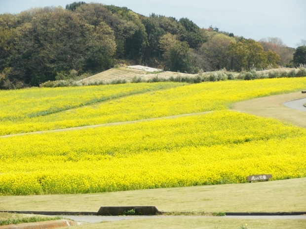 あわじ花さじき11.jpg