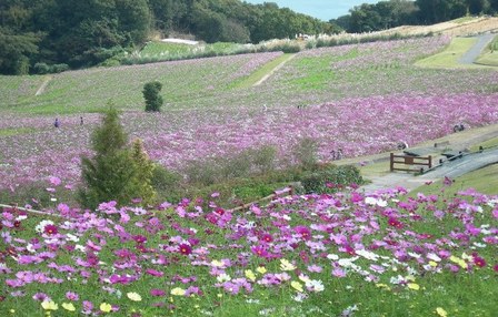 あわじ花さじき11.JPG