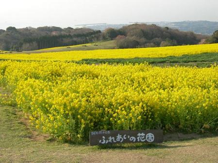 あわじ花さじき11.JPG