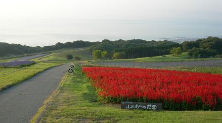 あわじ花さじき13.jpg