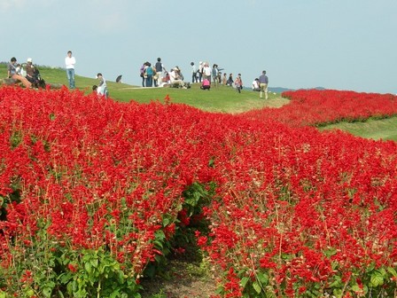 あわじ花さじき13.jpg