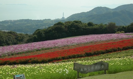 あわじ花さじき14.JPG