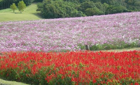 あわじ花さじき15.JPG