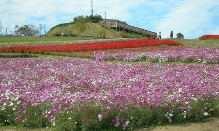 あわじ花さじき16.JPG