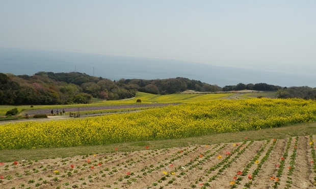 あわじ花さじき18.jpg