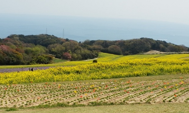 あわじ花さじき19.jpg