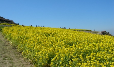 あわじ花さじき2009春8.JPG