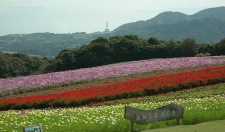 あわじ花さじき2009秋1.JPG