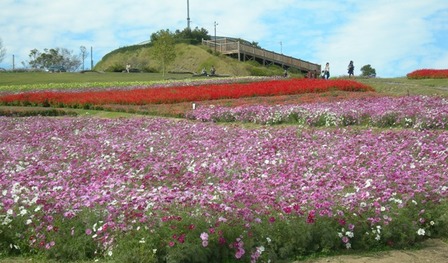 あわじ花さじき2009秋2.JPG