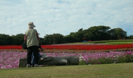 あわじ花さじき2009秋4.JPG