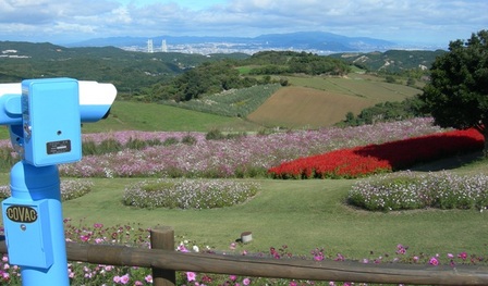 あわじ花さじき2010秋03.JPG