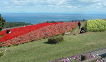 あわじ花さじき2010秋04.JPG