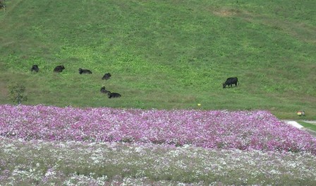 あわじ花さじき2010秋10.JPG