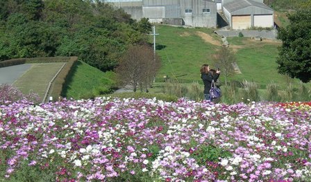 あわじ花さじき2010秋12.JPG