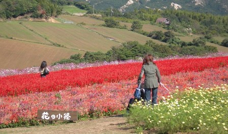 あわじ花さじき2010秋13.JPG