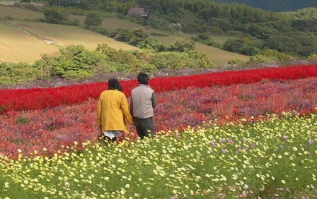 あわじ花さじき2010秋19.JPG