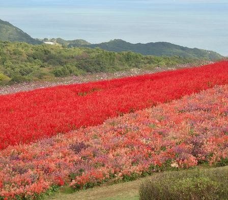 あわじ花さじき2010秋20.JPG